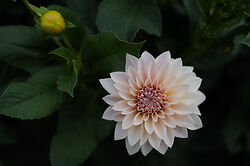 Black Shed Flowers