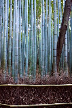Arashiyama 1