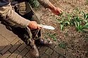 Errol digs up a self-seeded xerophyte in the Xerophytic Garden