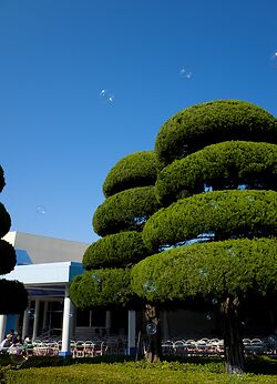 Tokyo Disney Land Maki Bubbles