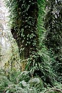 One of the ways to tell you’re in a rainforest is to note the abundance of epiphytes: plants growing non-parasitically on other plants and trees. Pretty sure this qualifies