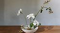 Creating a beautiful floral display with Niwaki Kenzan