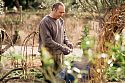 Horniman gardener shortening stems of Cornus sanguinea
