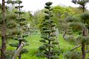 Cloud Pruned Cupressus