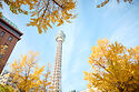 Tokyo Ginkgo trees in early December