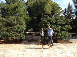 Pittosporum Tobira
