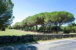 Pine Avenue