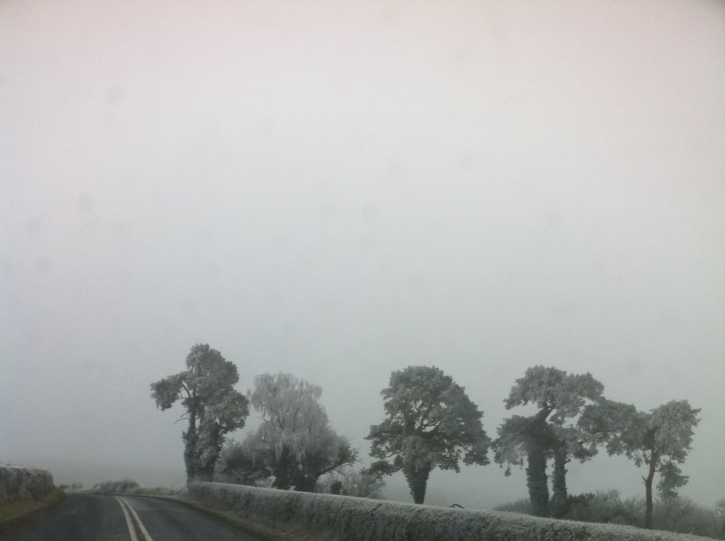 Icy Trees