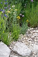 Niwaki at RHS Chelsea Flower Show 2026