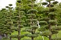 Cloud Pruned Cupressus