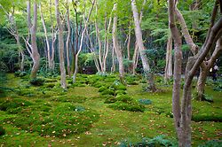 Gio Ji, Kyoto