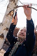 Je Ahn with Niwaki GR 210 Folding Saw