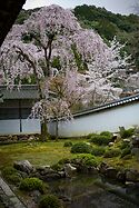 In The Garden At Kongo Ji