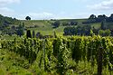 Les Vignobles De Bergerac