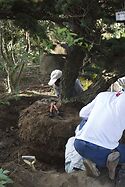 Rootballing A Japanese White Pine 2