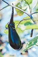 Nasu Japanese Aubergine, grown by Kohei-san’s mum