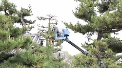 Black Pine Pruning at Nanshu ji, Sakai