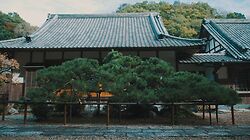 Pine Pruning at Jizo Temple