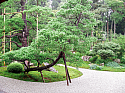 Manchu-in boat pine
