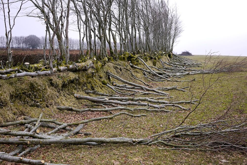 Exmoor Hedge 1