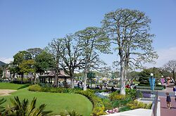 Tokyo Disney Land Trees