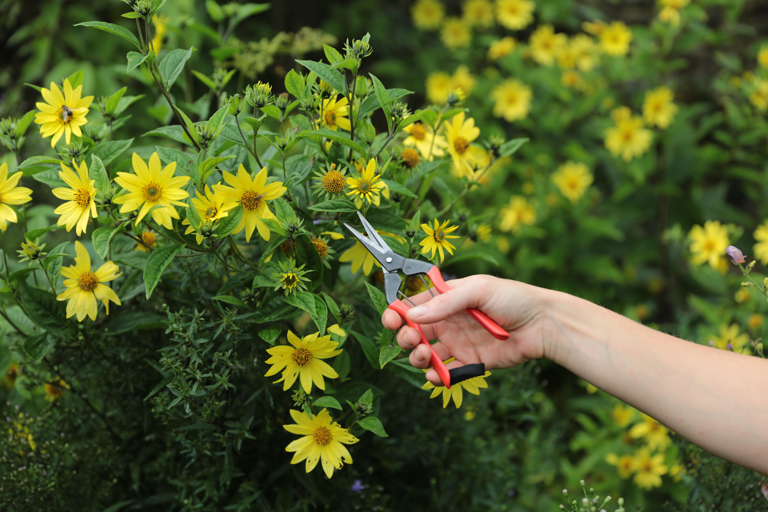 https://www.niwaki.com/media/c/h/0/9dd4ac3fe25304478f4e5a648e3fe53355fe06eb/rc/3000/2000/1/niwaki-garden-snips.jpeg