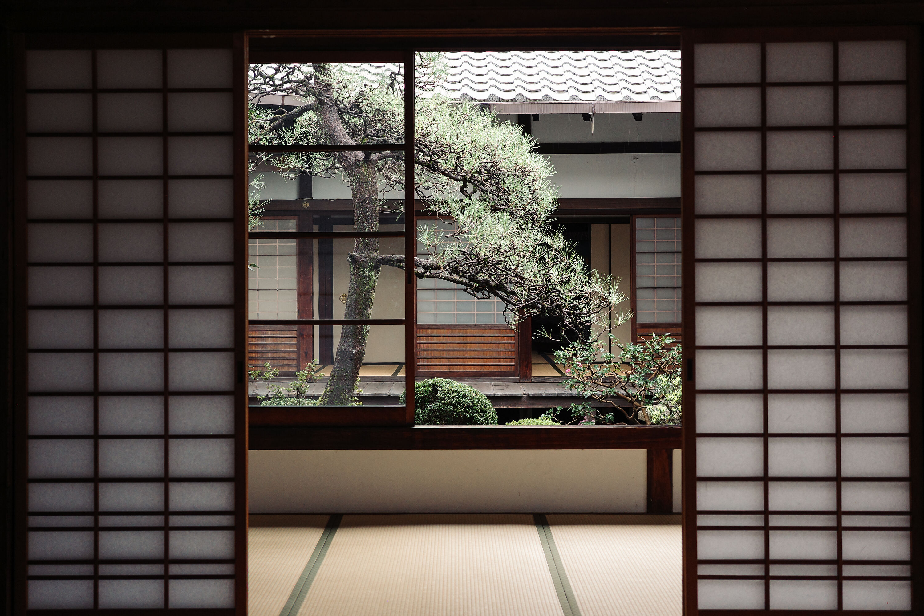 A glimpse of the tsuboniwa courtyard garden at Myoren-ji