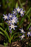 Glory of the Snow flowers also known as Scilla luciliae