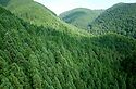 Mostly Sugi (Cryptomeria Japonica) and Hinoki (Chamaecyparis Obtusa)