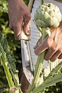 S-type serrated hori hori knife