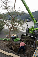 Nemawashi at Niwaki HQ … with a telehandler