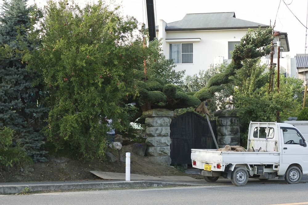 Rootballing A Japanese White Pine 1