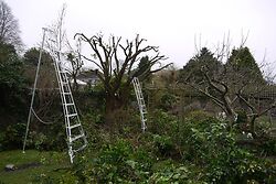 Arbutus   After