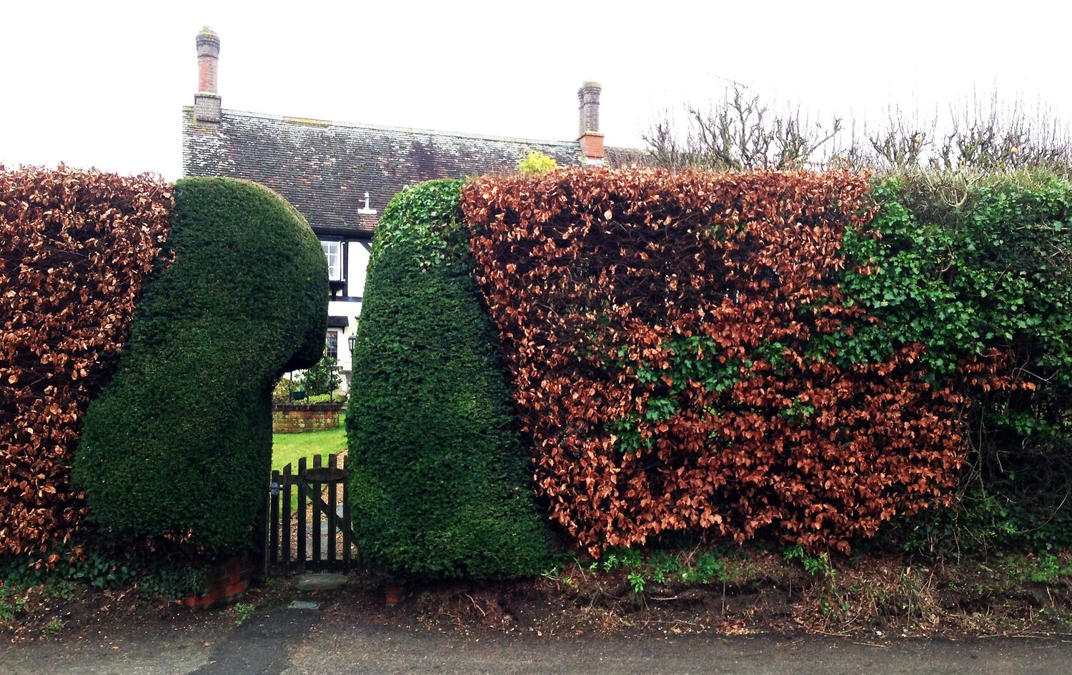 Beech and Yew Hedge 1