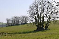 Old Beech
