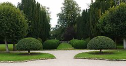 Portugese Laurels