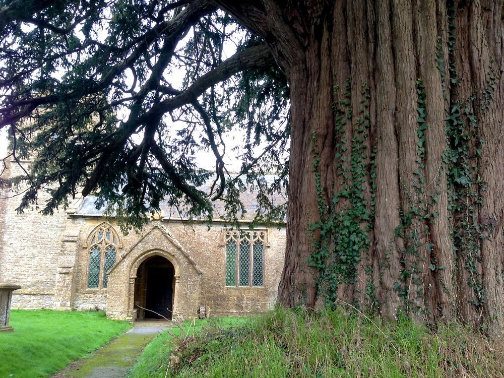 Middle Chinnock Yew