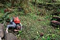 Skunk cabbage