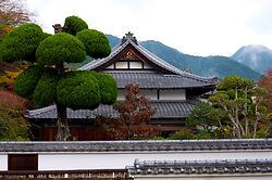Taimadera1