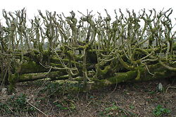 Hedge_niwaki1