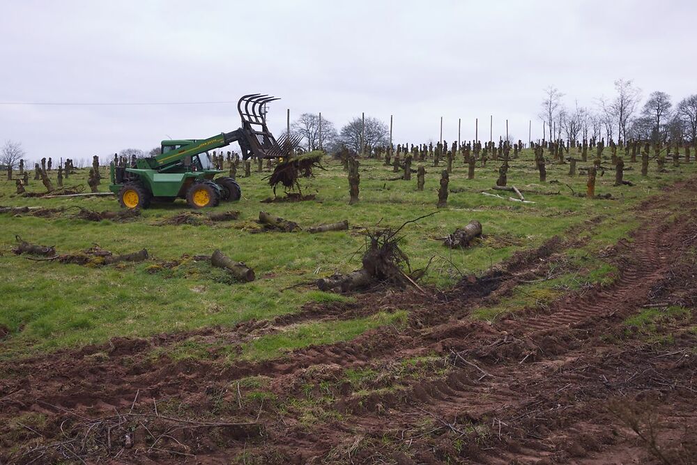 Grubbing Out An Orchard