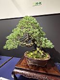 100 year old pine bonsai shown at the very first Kokufu in 1934