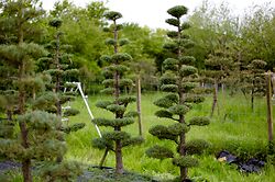 Criticise The Cupressus