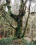 Olympic National Park