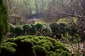 Cloudy Box Hedge