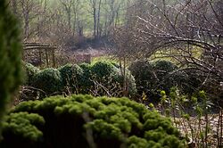Cloudy Box Hedge