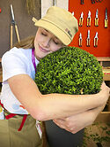 Niwaki stand at Chelsea Flower Show: a lot of love for the humble box ball