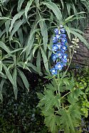 A corner of the blue garden, with Echium bush