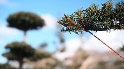 Niwaki Pruning