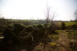Cloudy Box Hedge Glebe Cottage
